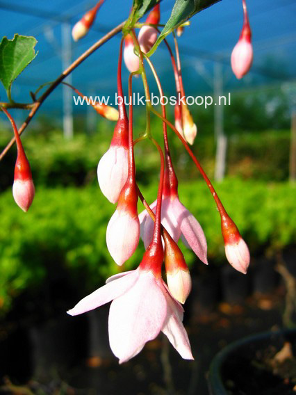 Styrax japonicus 'Pink Chimes' (Pendula form)