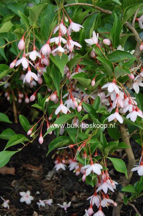 Styrax japonicus 'Pink Chimes' (Pendula form)