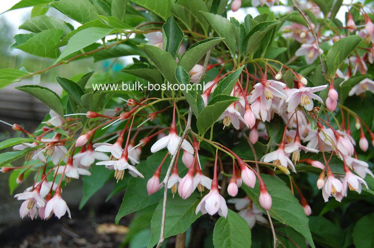 Styrax japonicus 'Pink Chimes' (Pendula form)