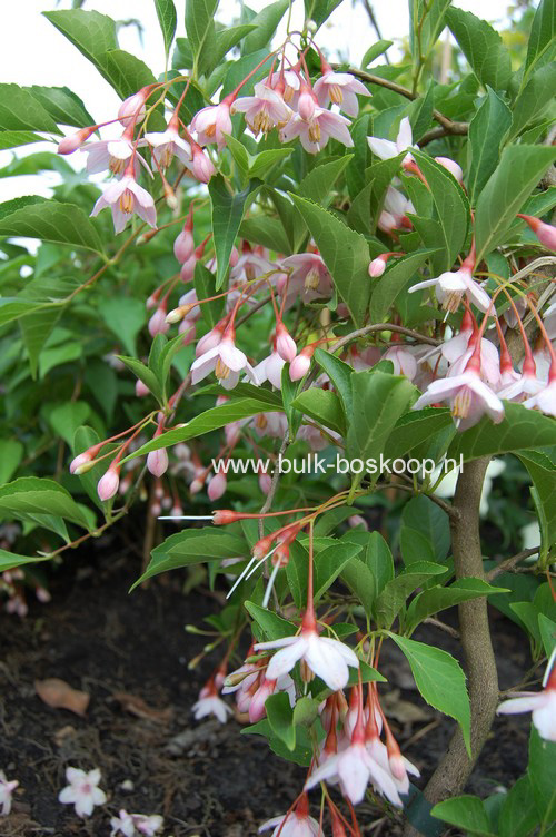 Styrax japonicus 'Pink Chimes' (Pendula form)