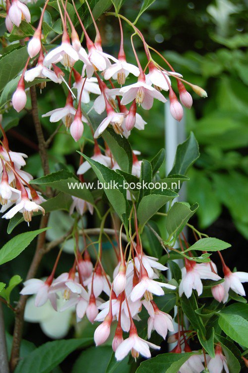 Styrax japonicus 'Pink Chimes' (Pendula form)