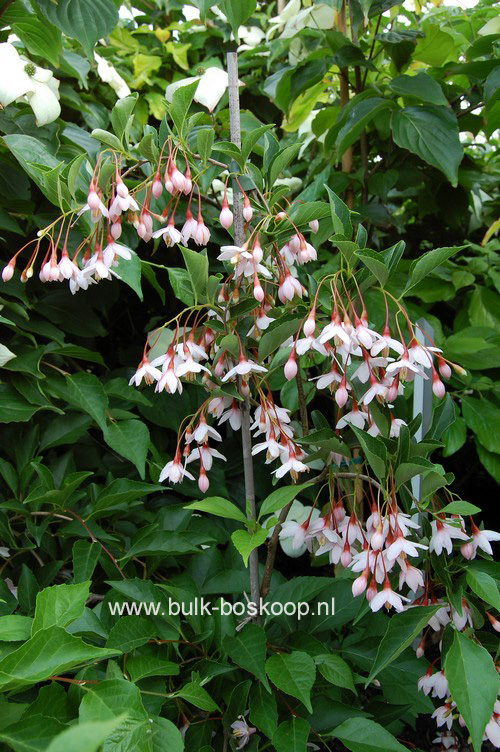 Styrax japonicus 'Pink Chimes' (Pendula form)