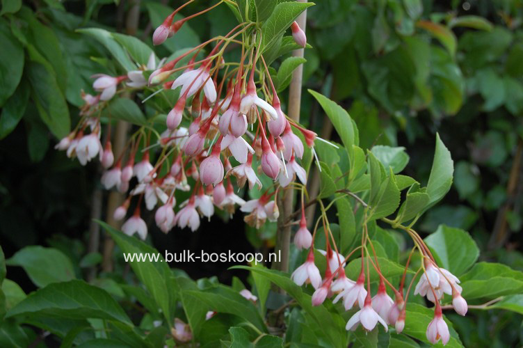 Styrax japonicus 'Pink Chimes' (Pendula form)