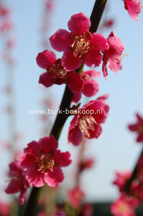 Prunus mume 'Beni-chi-dori'