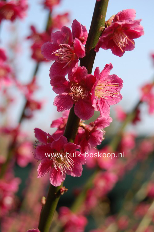 Prunus mume 'Beni-chi-dori'