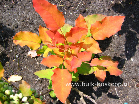 Mahonia wagneri 'Sunset'