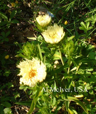 Stokesia laevis 'Mary Gregory'