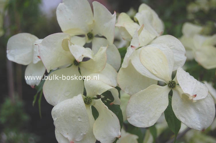 Cornus 'Rutfan' (STARDUST)