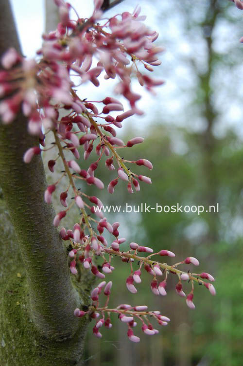 Cercis racemosa