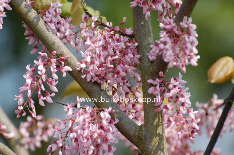 Cercis racemosa