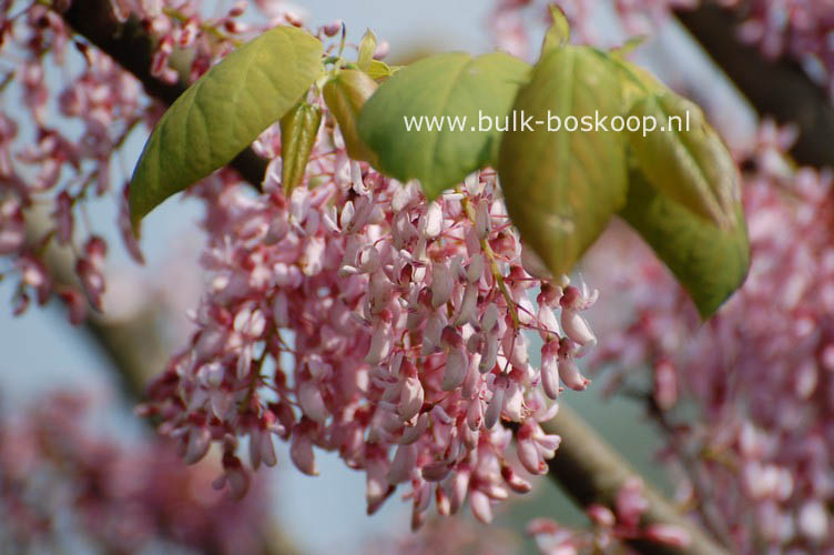 Cercis racemosa