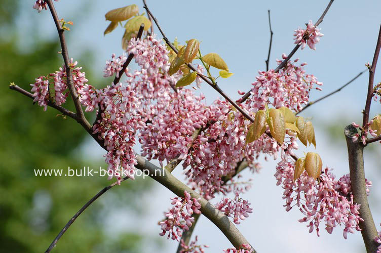 Cercis racemosa