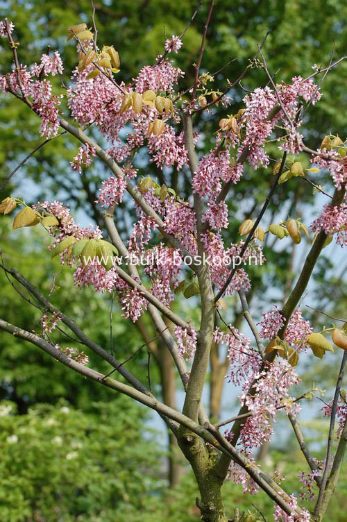 Cercis racemosa