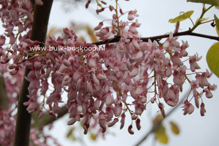 Cercis racemosa