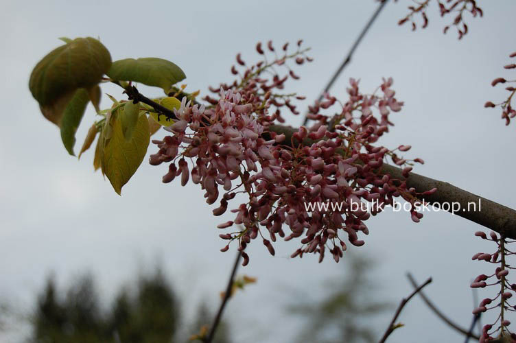 Cercis racemosa