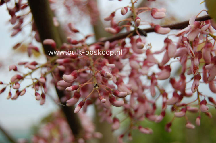 Cercis racemosa