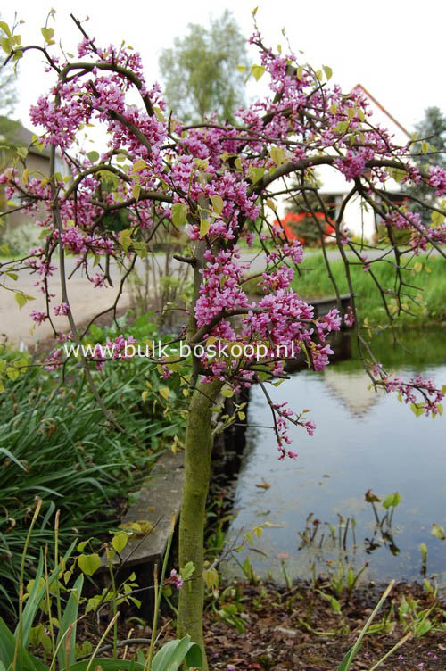 Cercis canadensis 'Covey' (LAVENDER TWIST)