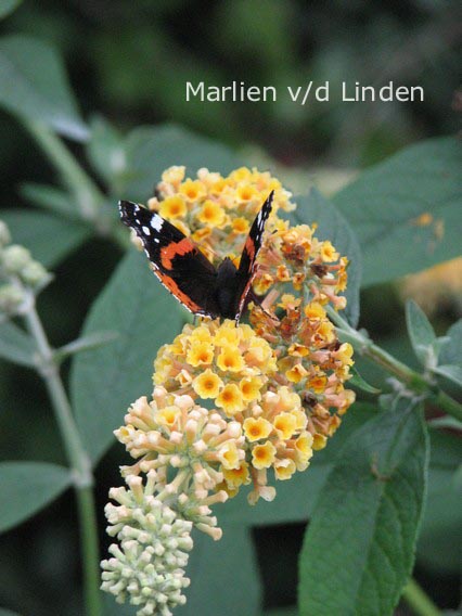 Buddleja weyeriana 'Honeycomb'