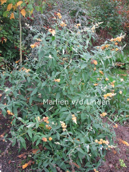 Buddleja weyeriana 'Honeycomb'