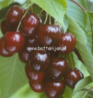 Prunus avium 'Octavia' (88396)