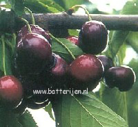 Prunus avium 'Sunburst' (88402)