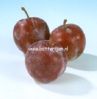 Prunus domestica 'Reine Claude d'Althan' (88460)