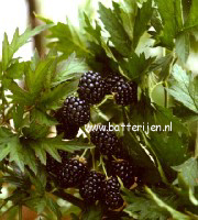 Rubus 'Thornless Evergreen'