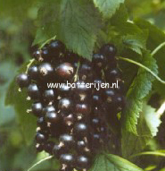 Ribes nigrum 'Tsema'
