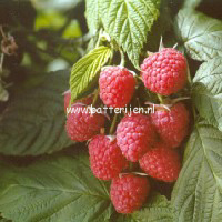 Rubus idaeus 'Autumn Bliss'