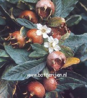 Mespilus germanica 'Bredase Reus'