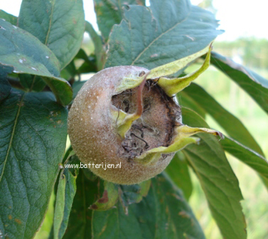 Mespilus germanica 'Westerveld' (88558)