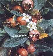 Mespilus germanica 'Boom en Vrucht' (88559)