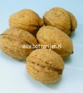 Juglans regia 'Broadview'