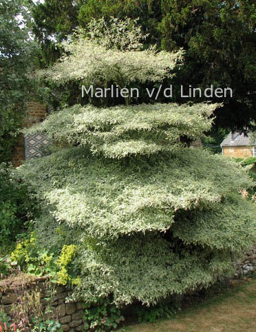 Cornus alternifolia 'Argentea'