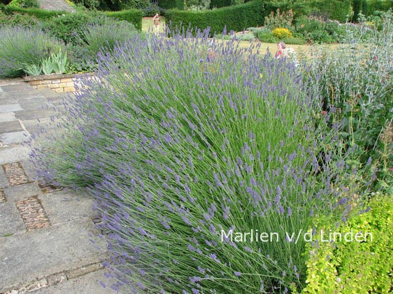 Lavandula intermedia 'Dutch'