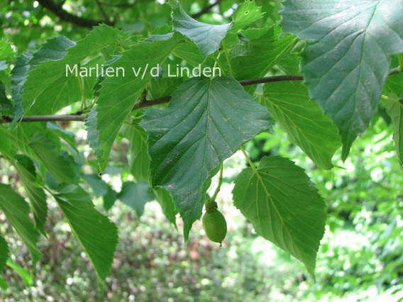 Davidia involucrata