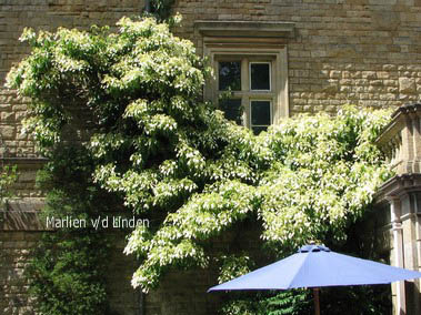 Schizophragma integrifolium