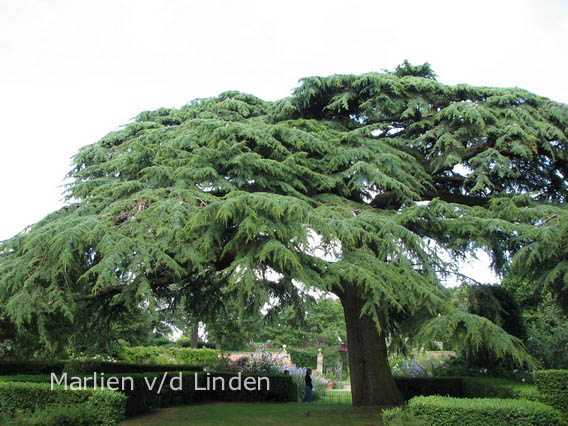 Cedrus libani