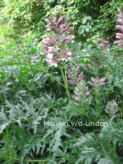 Acanthus spinosus