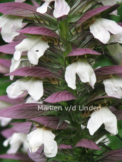 Acanthus spinosus