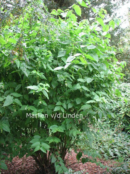 Leycesteria formosa