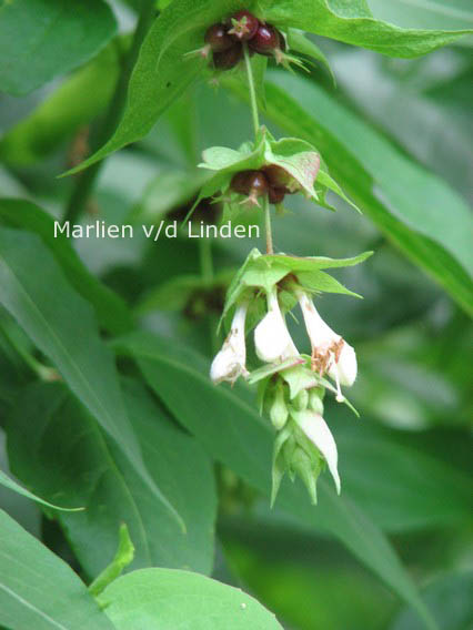 Leycesteria formosa