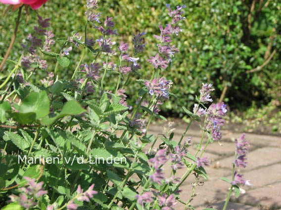 Nepeta faassenii