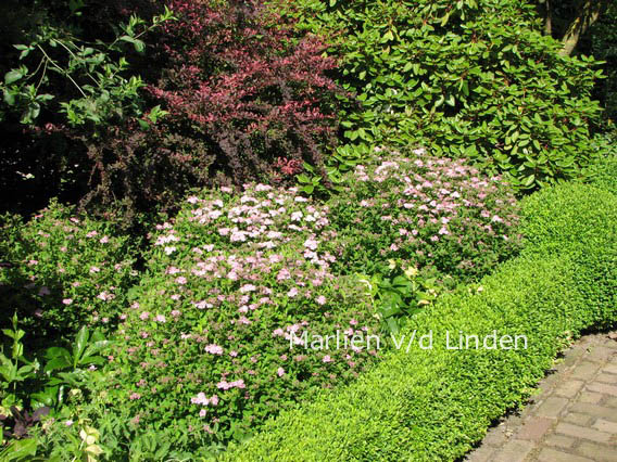 Spiraea japonica 'Little Princess'