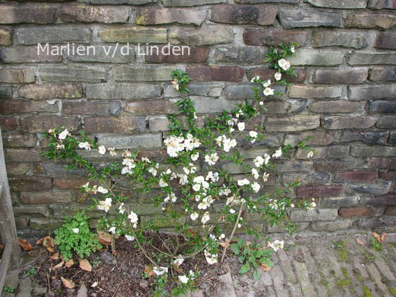 Chaenomeles speciosa 'Nivalis'