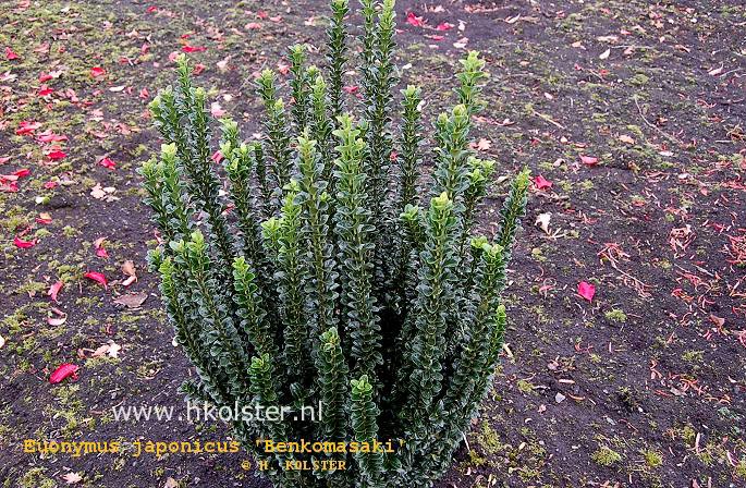 Euonymus japonicus 'Benkomasaki'