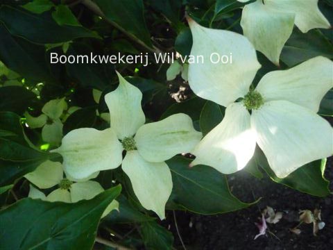 Cornus kousa 'Big Apple'