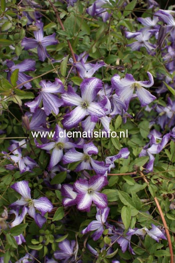 Clematis 'Zoiamladyq' (I AM LADY Q)