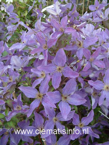 Clematis 'Zosusk' (SUNNY SKY)