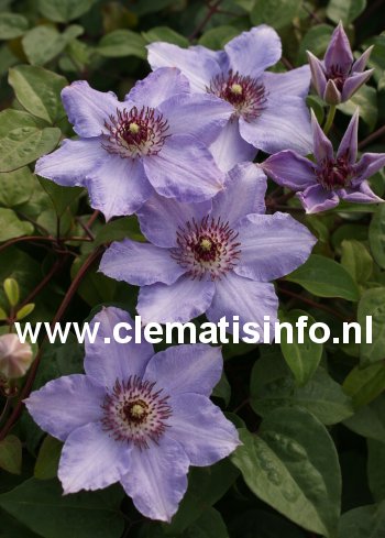 Clematis 'Zostiwa' (STILL WATERS)